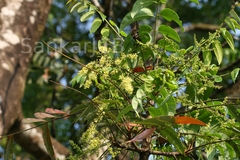 Ailanthus triphysa